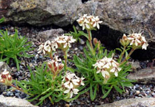Saponaria lutea